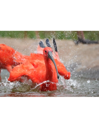 Flamencos rojos chapoteando en el agua, capturado con Sony a7R VI