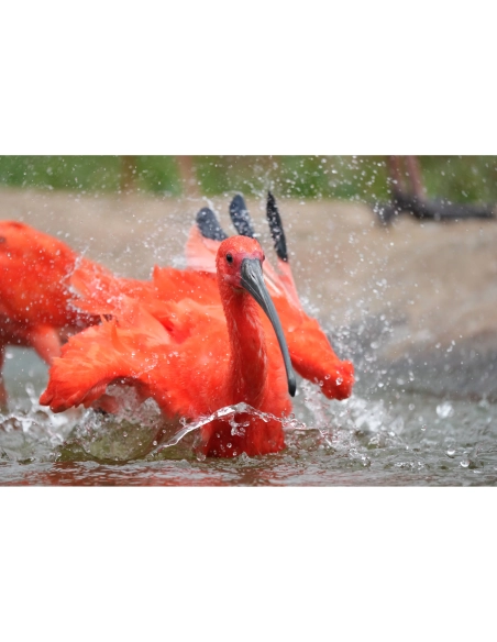 Flamencos rojos chapoteando en el agua, capturado con Sony a7R VI