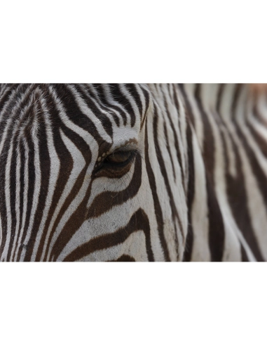 Cerca de una cebra en su hábitat natural, detalles en blanco y negro, capturado con Sony a7R VI