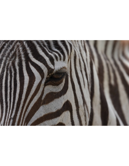 Cerca de una cebra en su hábitat natural, detalles en blanco y negro, capturado con Sony a7R VI