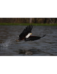 Un águila en vuelo sobre un lago, con alas extendidas y agua salpicando debajo, capturado con Sony a7R VI Un águila en vuelo sobre un lago, con alas extendidas y agua salpicando debajo, capturado con Sony a7R VI