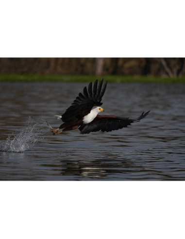 Un águila en vuelo sobre un lago, con alas extendidas y agua salpicando debajo, capturado con Sony a7R VI