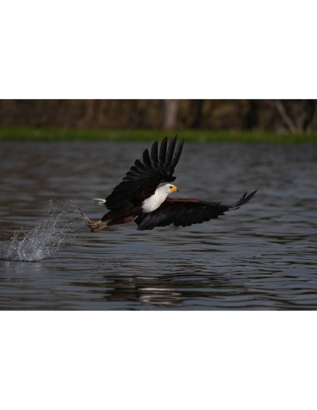 Un águila en vuelo sobre un lago, con alas extendidas y agua salpicando debajo, capturado con Sony a7R VI