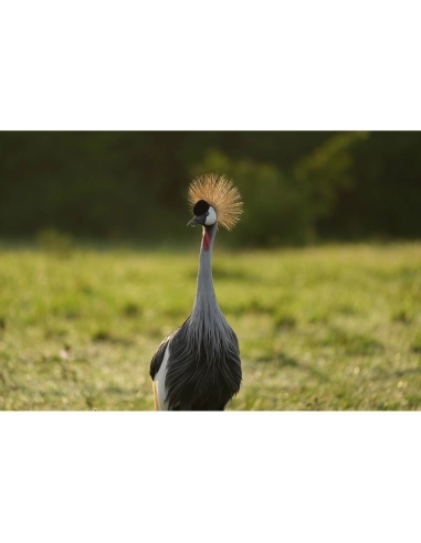 Sony FE 100-400mm F4.5 GM OSS | MCZ Direct