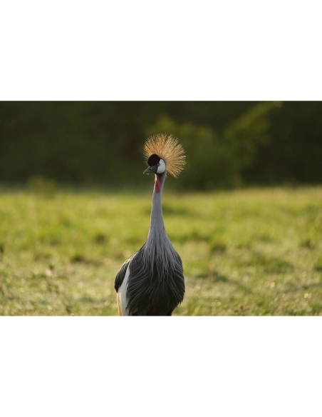 Sony FE 100-400mm F4.5 GM OSS Lens | MCZ Direct