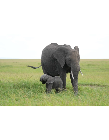 Sony FE 100-400mm F4.5 GM OSS | MCZ Direct