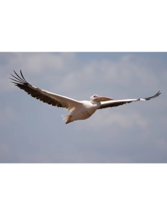 Sony FE 100-400mm F4.5 GM OSS | MCZ Direct Sony FE 100-400mm F4.5 GM OSS | MCZ Direct