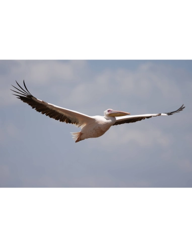 Sony FE 100-400mm F4.5 GM OSS Lens | MCZ Direct
