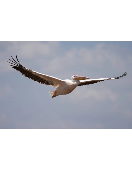 Sony FE 100-400mm F4.5 GM OSS Lens | MCZ Direct