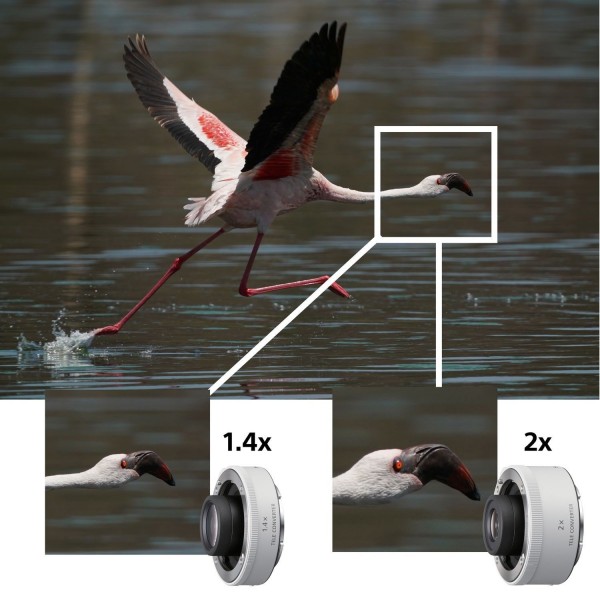 Sony FE 200-600mm F5.6-6.3 G OSS - Objectif photo-2