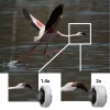 Sony FE 200-600mm F5.6-6.3 G OSS - Objectif photo|MCZ DIRECT