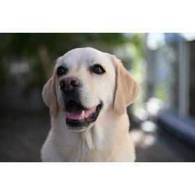 A cheerful labrador smiling in a soft, blurred garden background, captured with Nikon Z 28-75mm F2.8 A cheerful labrador smiling in a soft, blurred garden background, captured with Nikon Z 28-75mm F2.8