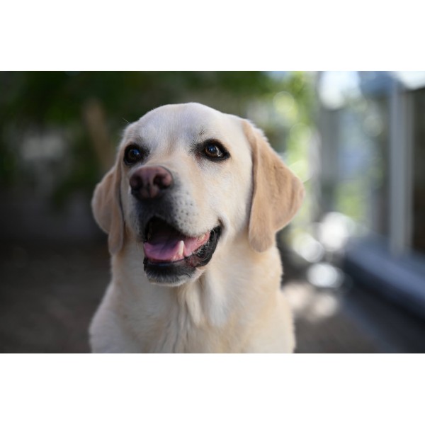 Nikon Z 28-75mm F2.8 Nikon NIKON LENSES €876.00 MCZ DIRECT