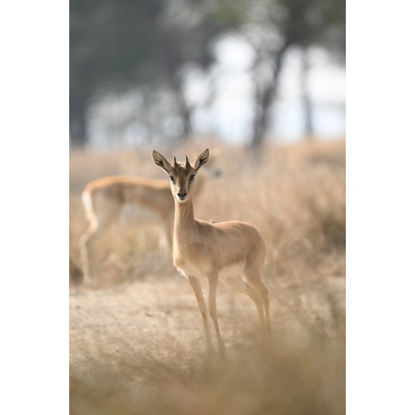 Nikon Z6 III - Appareil Photo Hybride Plein Format-9