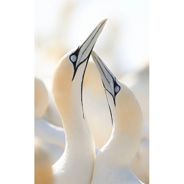 Nikon Z6 III Cámara mirrorless-12