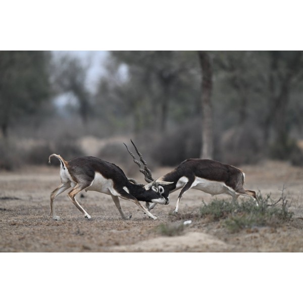 Nikon Z6 III - Appareil Photo Hybride Plein Format-20