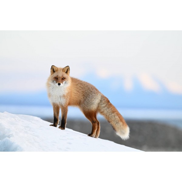 Nikon Z6 III - Appareil Photo Hybride Plein Format-24