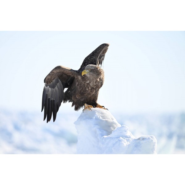 Nikon Z6 III - Appareil Photo Hybride Plein Format-27