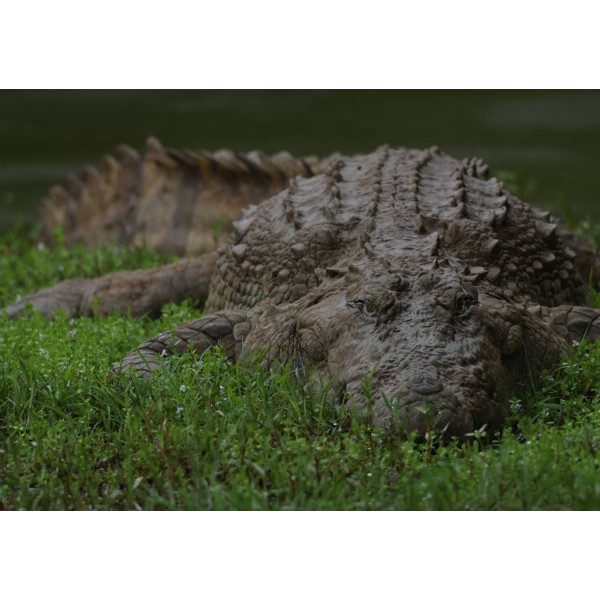 Canon EOS R5 Mark II Mirrorless Camera Canon MIRRORLESS CAMERAS €2,861.00 MCZ DIRECT