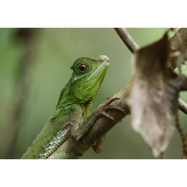 Canon EOS R5 Mark II Mirrorless Camera Canon MIRRORLESS CAMERAS €2,861.00 MCZ DIRECT