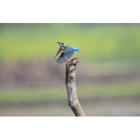 Nikon Z6 III + Z 100-400mm F4.5-5.6 VR S-21