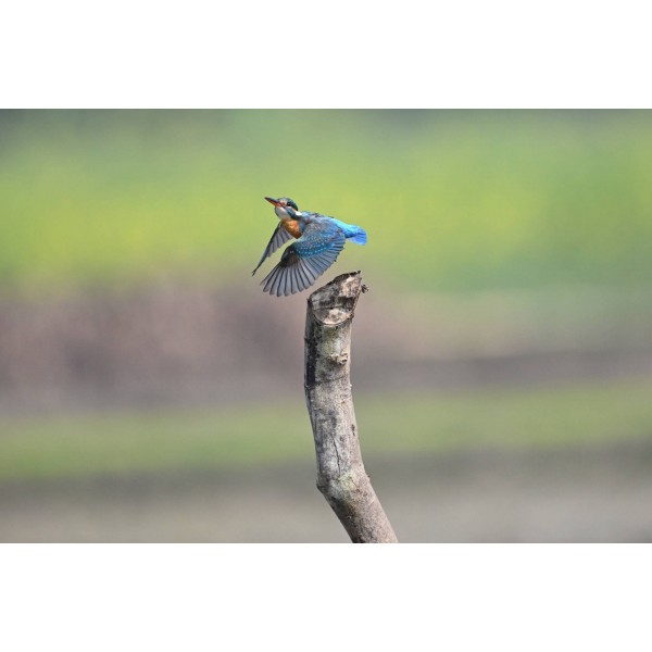 Nikon Z6 III + Z 100-400mm F4.5-5.6 VR S-21