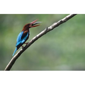 Nikon Z6 III + Z 100-400mm F4.5-5.6 VR S-22