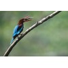 Nikon Z6 III + Z 100-400mm F4.5-5.6 VR S|MCZ DIRECT