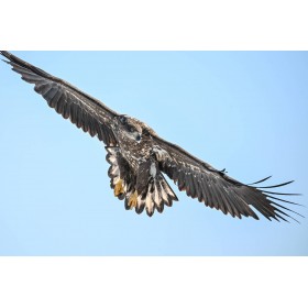 Nikon Z6 III + Z 100-400mm F4.5-5.6 VR S-25
