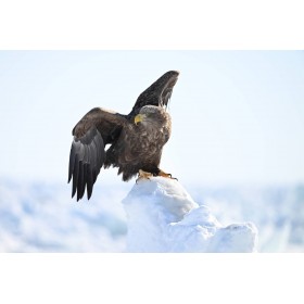 Nikon Z6 III + Z 100-400mm F4.5-5.6 VR S-27