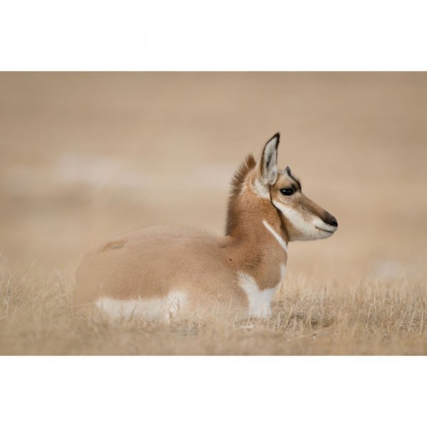 Nikon Z8 + Z 24-120mm F4 S-16