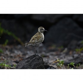 A golden-plover stands on a rock amidst a blurred natural environment, captured with Nikon Z 400mm f/4.5 VR S A golden-plover stands on a rock amidst a blurred natural environment, captured with Nikon Z 400mm f/4.5 VR S