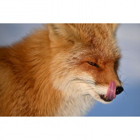 A close-up of a fox licking its nose with a blurred background in natural light, captured with Nikon Z 400mm f/4.5 VR S A close-up of a fox licking its nose with a blurred background in natural light, captured with Nikon Z 400mm f/4.5 VR S
