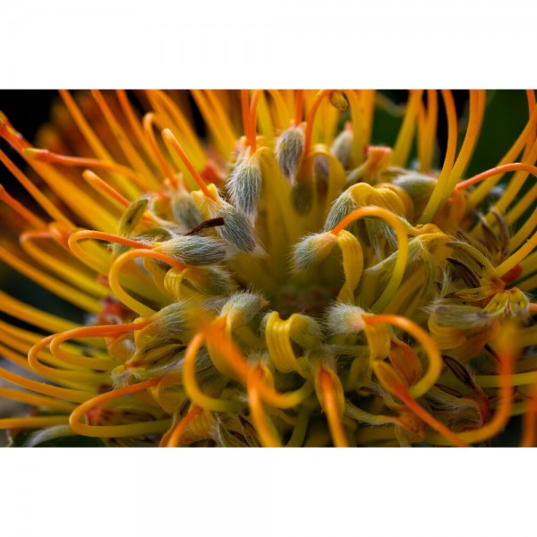 Fujifilm X-T50 Body Charcoal Silver-7