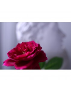A vibrant pink rose in focus with a blurred statue in the background, captured with Canon RF 16-28mm f/2.8 IS STM A vibrant pink rose in focus with a blurred statue in the background, captured with Canon RF 16-28mm f/2.8 IS STM