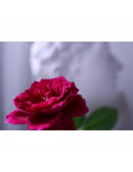 Canon RF 16-28mm f/2.8 IS STM|MCZ DIRECT