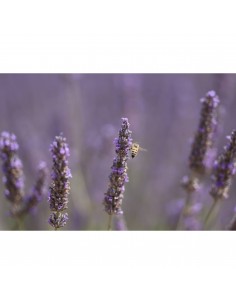 Una abeja polinizando flores de lavanda en un campo iluminado por e, capturado con Canon RF 70-200mm f/2.8 L IS USM Z (Negro) Una abeja polinizando flores de lavanda en un campo iluminado por e, capturado con Canon RF 70-200mm f/2.8 L IS USM Z (Negro)