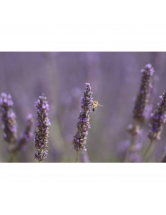 Abeille sur fleurs de lavande en plein champ, capture au Canon RF 70-200mm f/2.8 L IS USM Z (Blanc)