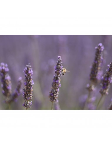 Canon RF 70-200mm f/2.8 L IS USM Z Lens (White) Canon CANON LENSES €2,549.00 MCZ DIRECT