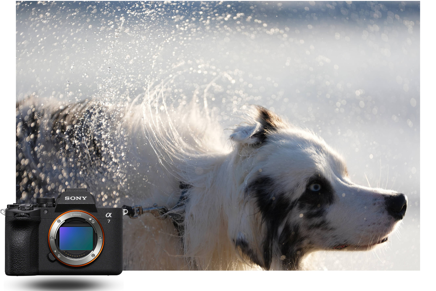 Sony Alpha 7 V – Intelligent AF tracking for animals and fast action Fast-moving wildlife image captured with the Sony Alpha 7 V