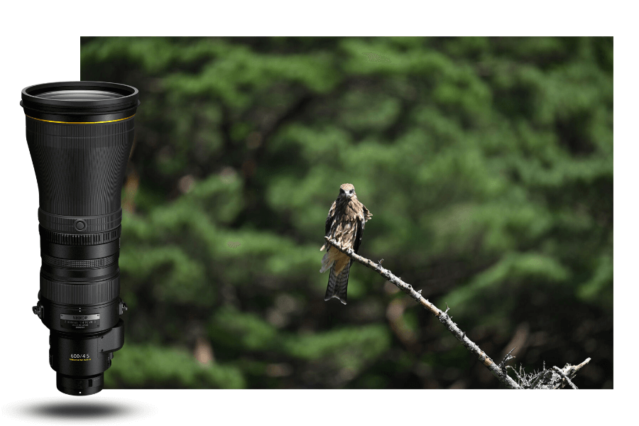 Nikon NIKKOR Z 600mm f/4 TC VR S