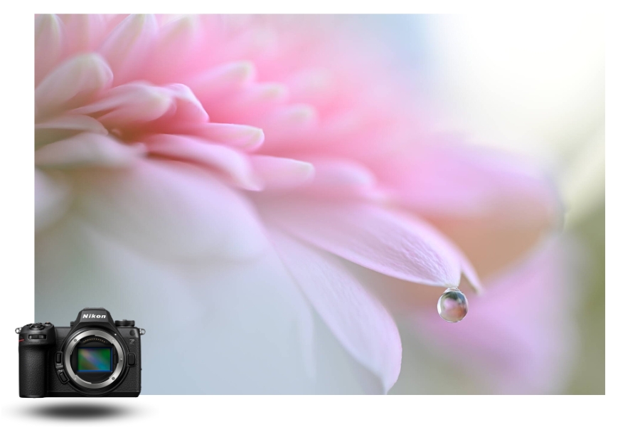 Macrophotographie au Nikon Z6 III