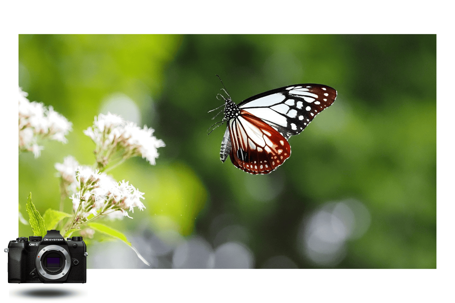 Mariposa en pleno vuelo sobre flores silvestres, capturada en macro con la OM System OM-5 Mark II