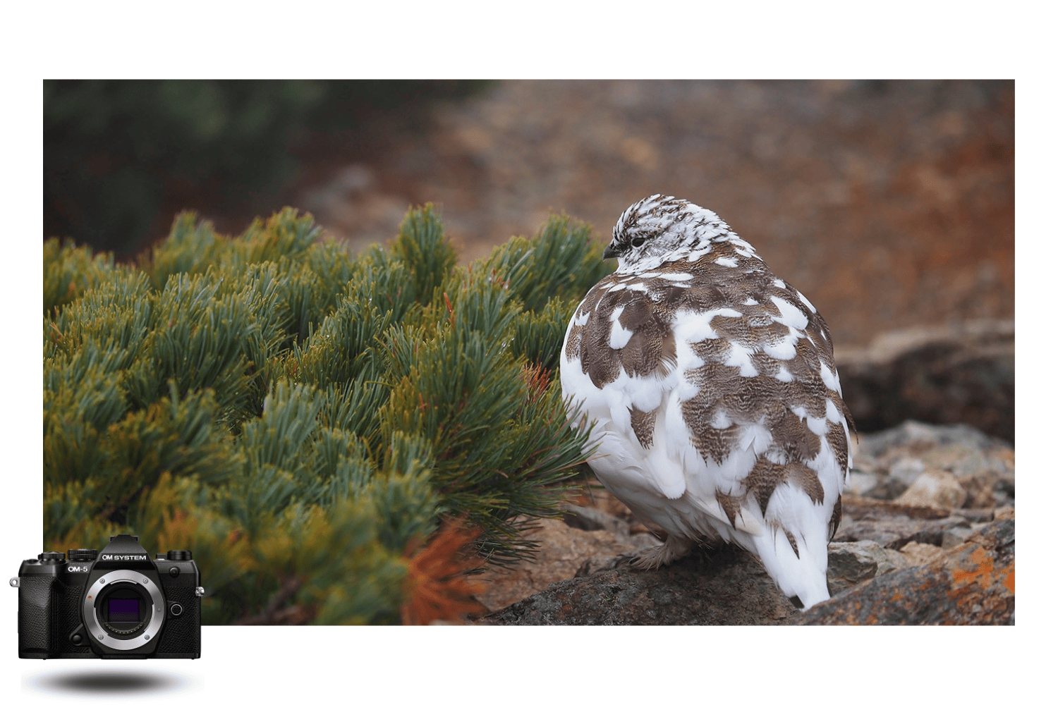 Fotografía de un lagópodo camuflado en la montaña con la OM System OM-5 Mark II