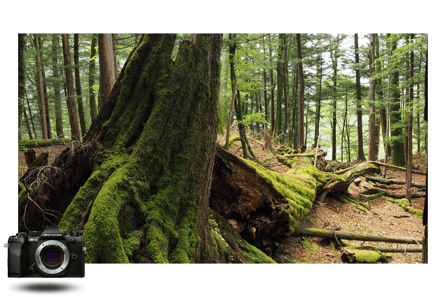 Bosque denso con tronco cubierto de musgo, foto tomada con la OM System OM-5 Mark II