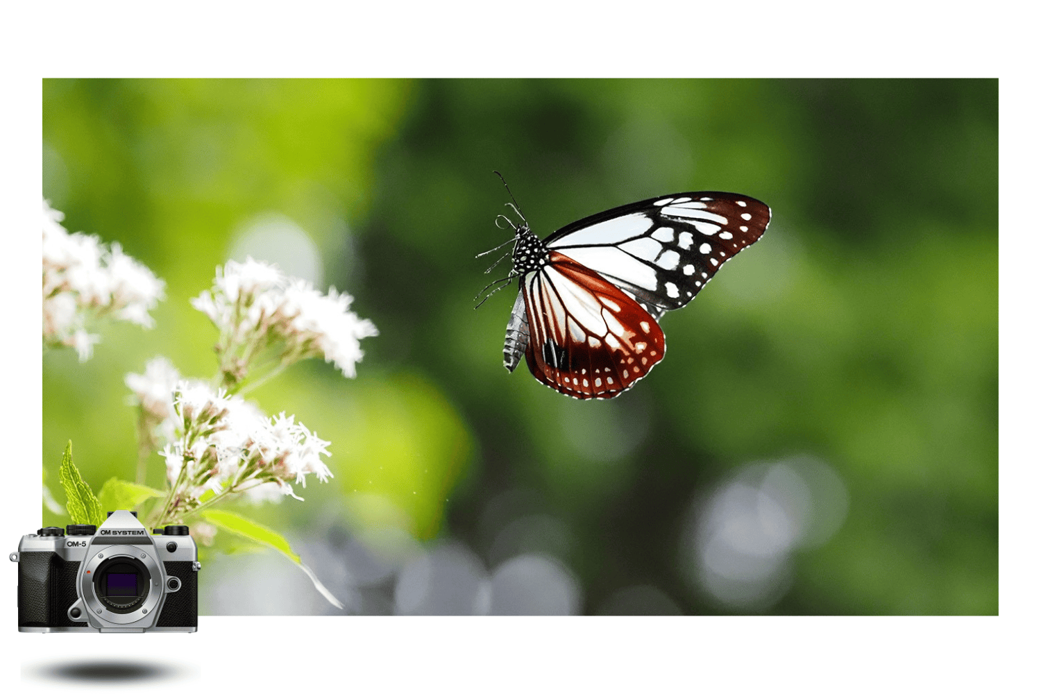 Butterfly in mid-flight over wildflowers, captured in macro with the OM System OM-5 Mark II Silver