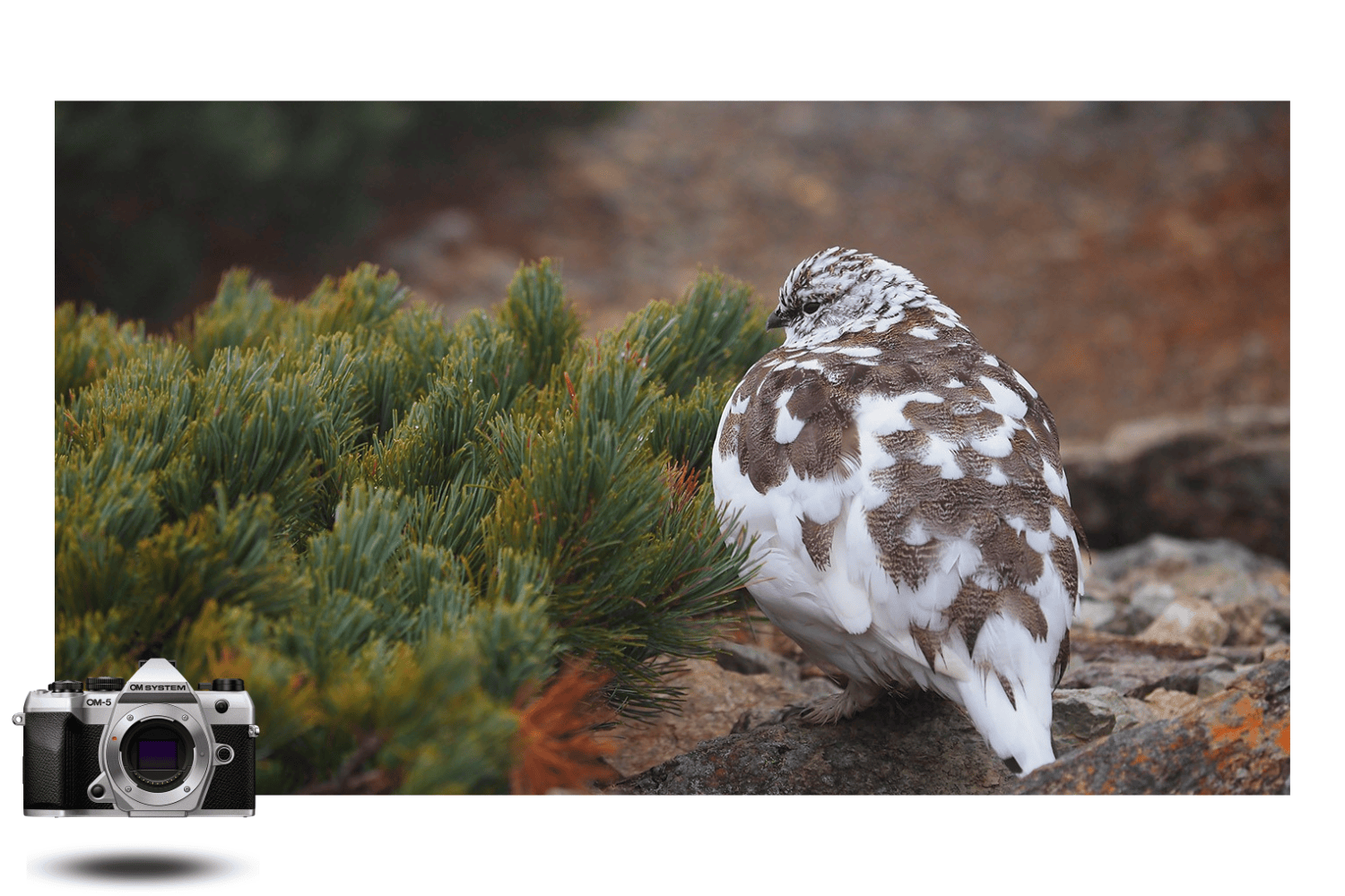 Photographie d’un lagopède camouflé en montagne avec l’OM System OM-5 Mark II