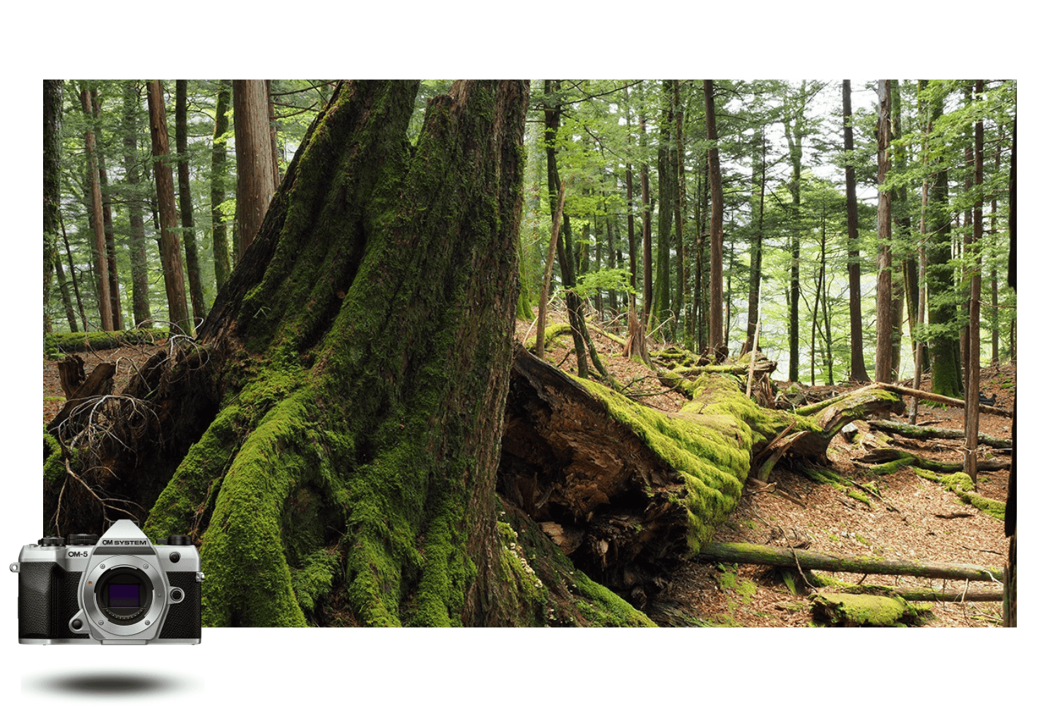 Forêt dense et tronc recouvert de mousse, photo prise avec l’OM System OM-5 Mark II