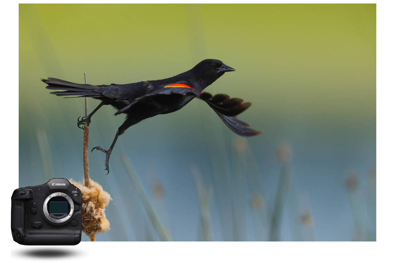 Black bird in full flight photographed with the Canon EOS R1, ultra-fast autofocus