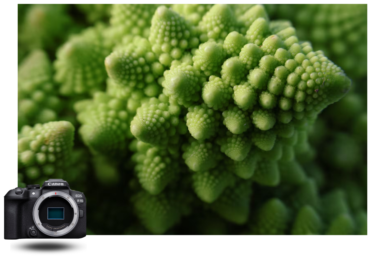 Macro close-up of a romanesco cabbage captured with the Canon EOS R10 — detailed texture and APS-C sensor precision in macro photography.